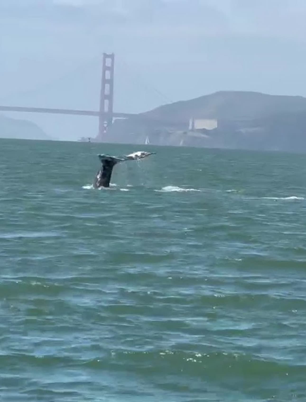 Whale Watching in San Francisco