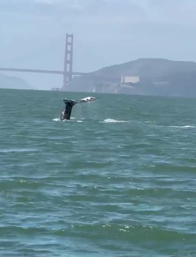 Whale Watching Tour