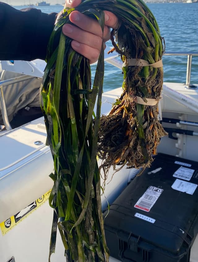 Eelgrass Planting