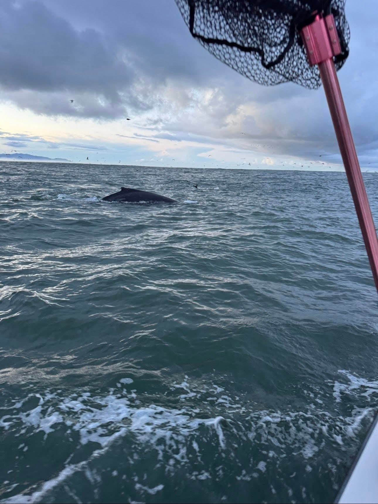 The “Early Whale” Phenomenon in San Francisco Bay: Why Whales Are Showing Up Sooner, And How We Safely Share the Water